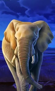 African Elephant